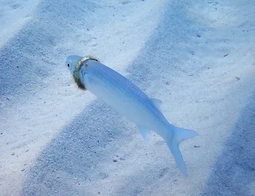 В феврале Сьюзан сфотографировала рыбу с пластиковым кольцом