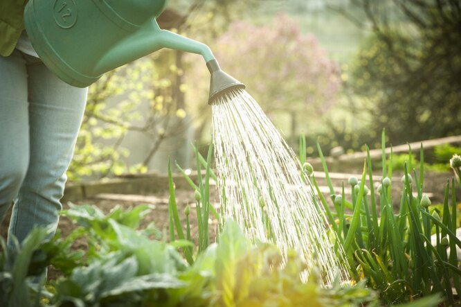 Как правильно поливать огород в жару: рекомендации опытных садоводов