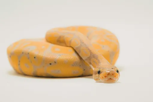 Жёлтая змея во сне ассоциируется с интуицией и мудростью