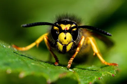 Делают ли осы мёд и почему мы не едим его как пчелиный