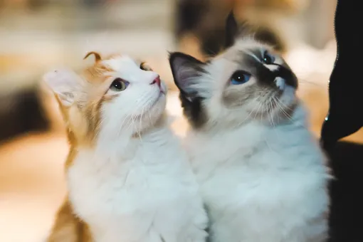 Невероятно нежные фотографии о семейной жизни... кошек