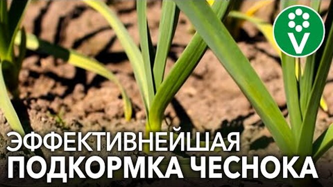 Полив и подкормка чеснока после выпуска стрелок: советы дачникам
