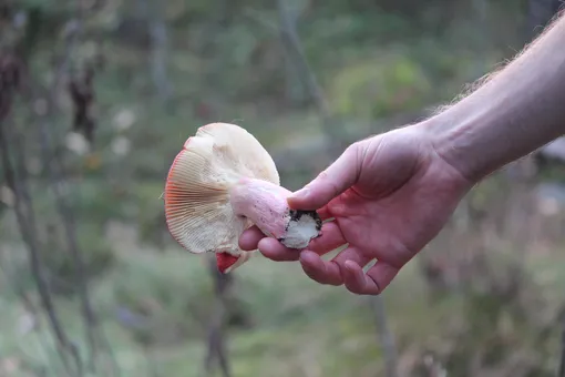 Если сомневаетесь, что гриб съедобный, не берите его