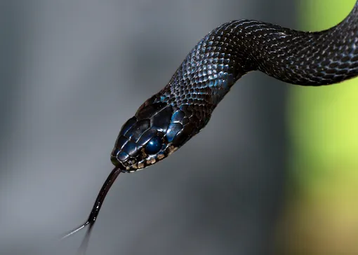 Сонник Нострадамуса: змея в сновидениях может символизировать процесс исцеления и внутреннего обновления