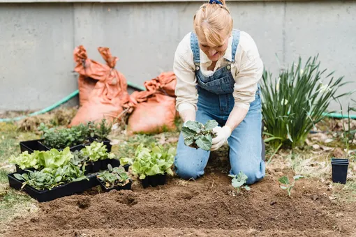 Как высаживать рассаду в грунт и можно ли в торфяных горшочках?