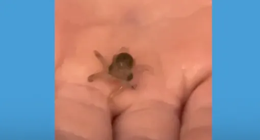 Детёныш осьминога