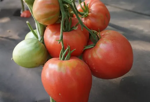 Крупноплодный томат Алсу