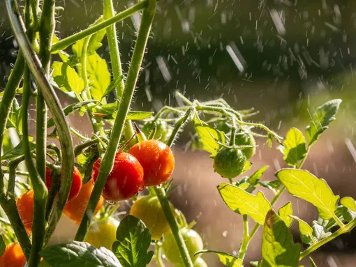 Почему важно соблюдать правила полива помидоров