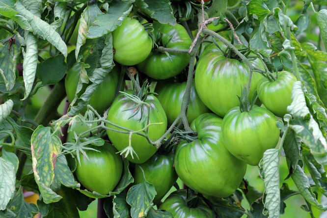 Что делать с зелёными помидорами и как их дозреть в домашних условиях