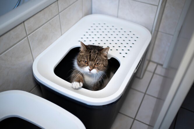 Туалет для кошек: куда поставить лоток, как правильно выбрать место для  кошачьего лотка