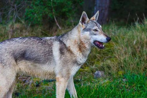Породы собак, похожие на волка. Чехословацкая волчья собака (влчак)