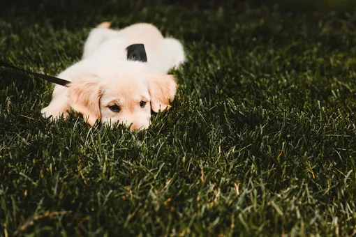 Зачем собаки едят траву: мнения специалистов
