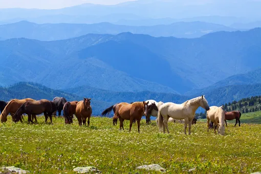 Страна с самой маленькой плотностью населения, в которой также живут дикие лошади и верблюды: видео