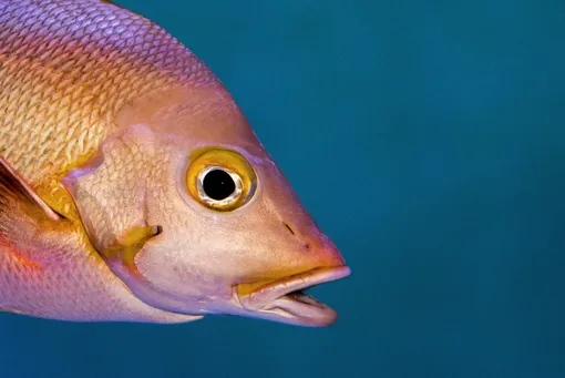 У некоторых рыб есть гены, отвечающие за восстановление сетчатки