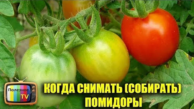 Нажми и смотри