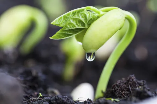 Подготовка семян к посеву: правила и советы бывалых дачников