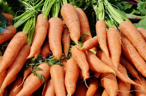 Для домашнего огорода подходит мини-морковь длиной не более 10 см