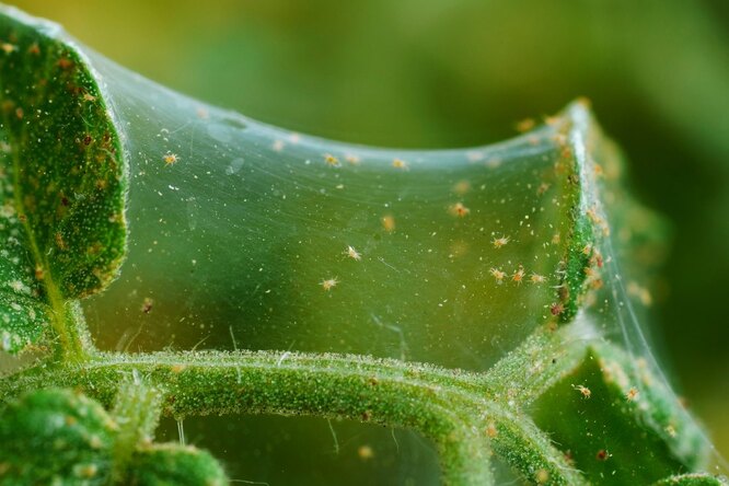 Паутинный клещ на огурцах: как избавиться от вредителя и чем обработать растения, чтобы сохранить урожай