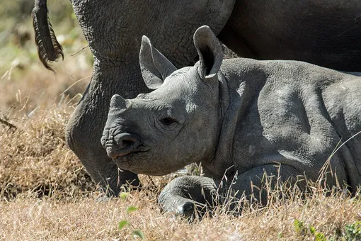 Живи, малыш! Волонтеры спасли детеныша носорога, в которого стреляли браконьеры
