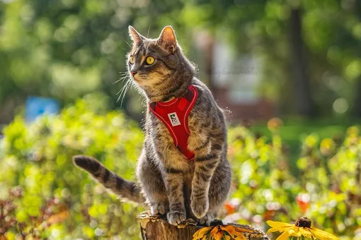 «Приключения у него в крови»: смелый городской кот сопровождает хозяйку повсюду