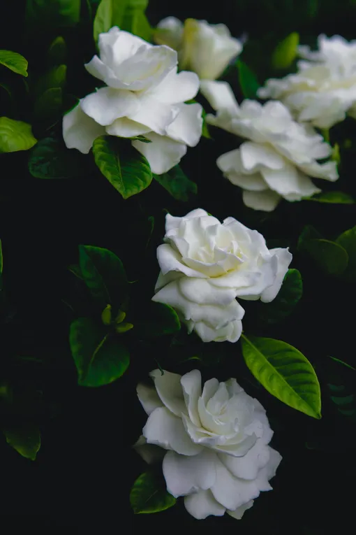 Гардения, лучшие белые цветы