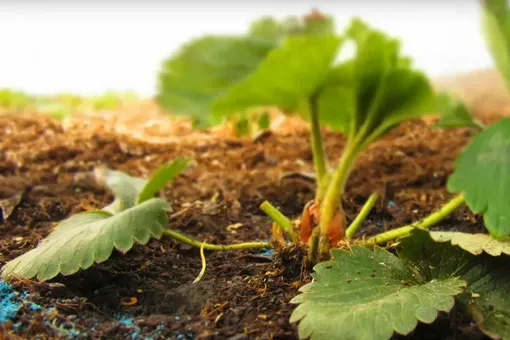 Как правильно выращивать клубнику