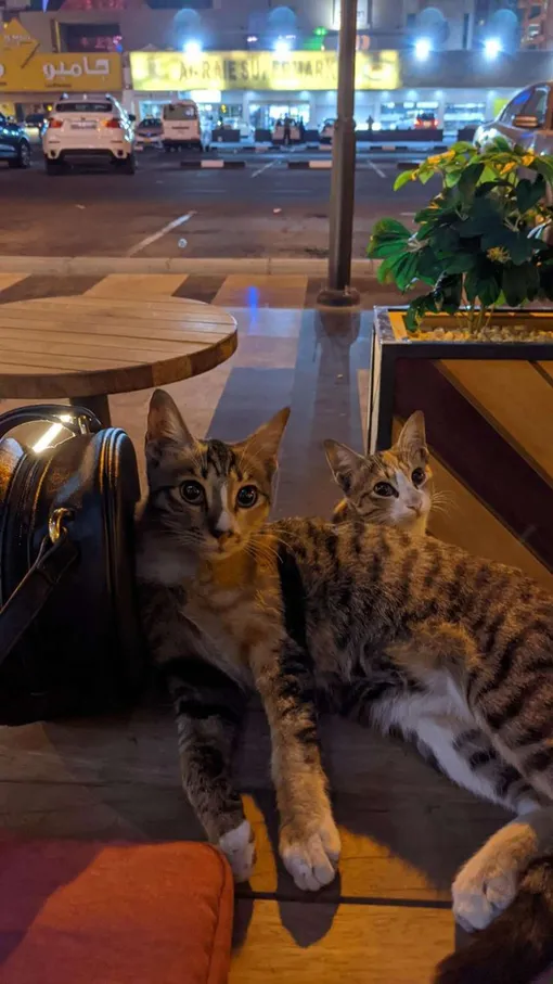 две бездомных кошки с трогательным взглядом