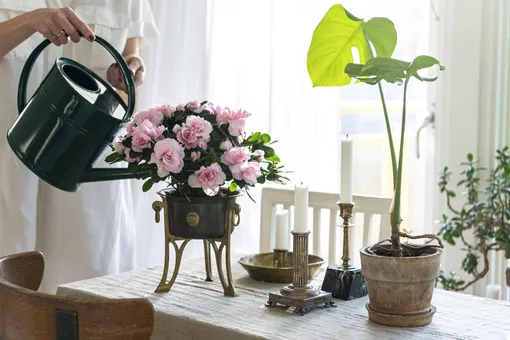 7 комнатных растений, которые намного лучше букета цветов