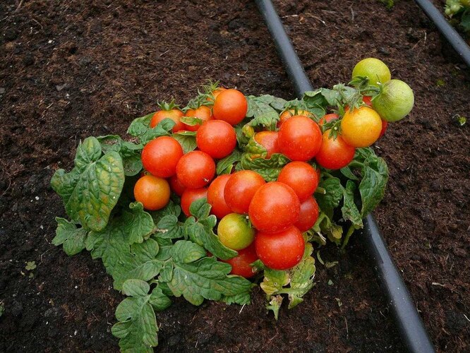 Что такое детерминантный и индетерминантный томат