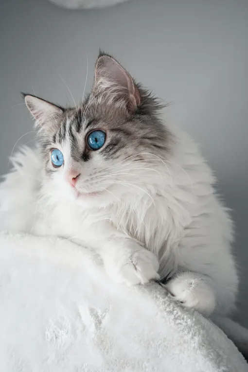 Кошки с голубыми глазами: рэгдолл