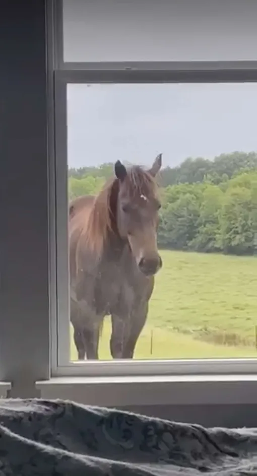 лошадь в окне