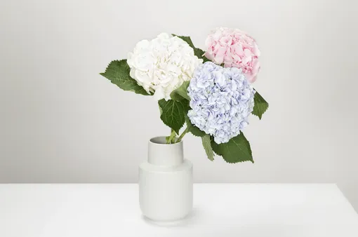 Разные цветы плохо уживаются в одной вазе.