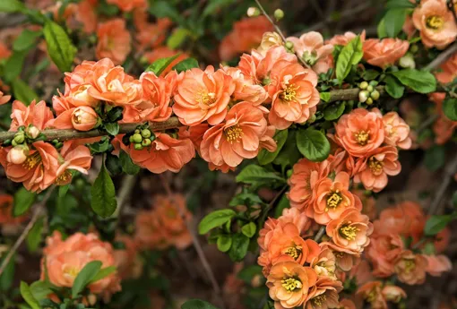 Сад в цвете года 2024 «персиковый пух»