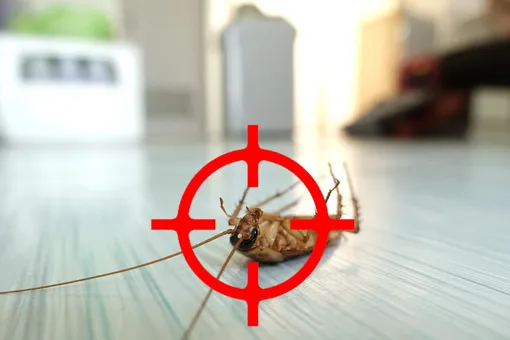 Как избавиться от тараканов в квартире навсегда: самые эффективные методы