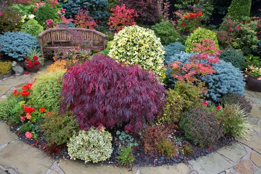 Самые красивые кустарники для сада с декоративной листвой