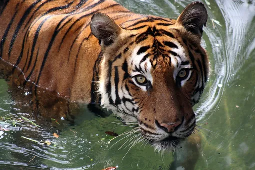 Тигр плавает в воде