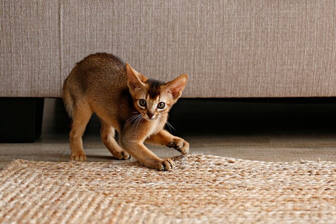 Смейтесь от души: самые игривые породы кошек