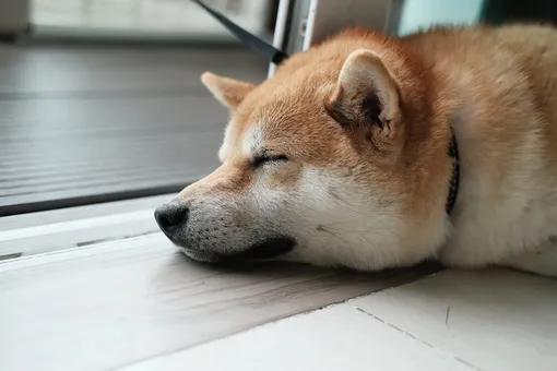Собака спит