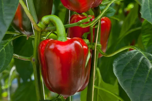 Обязательно посадите эти 5 растений рядом с перцами в теплице: вы поразитесь урожаю