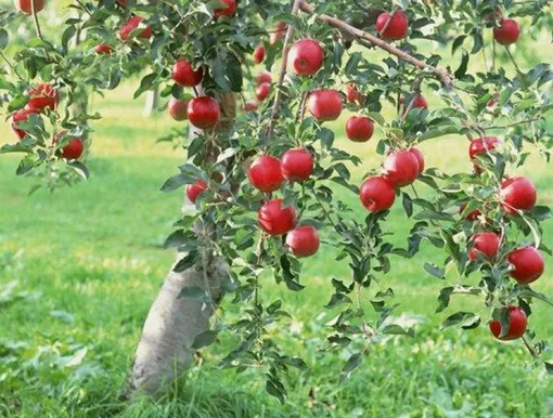 Яблоня сорта «Медуница». Фото с сайта