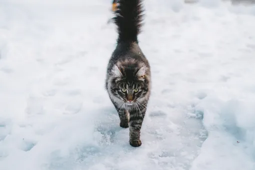 Вы такого еще не видели! Шесть кошек побежали за хозяином гулять по тонкому льду