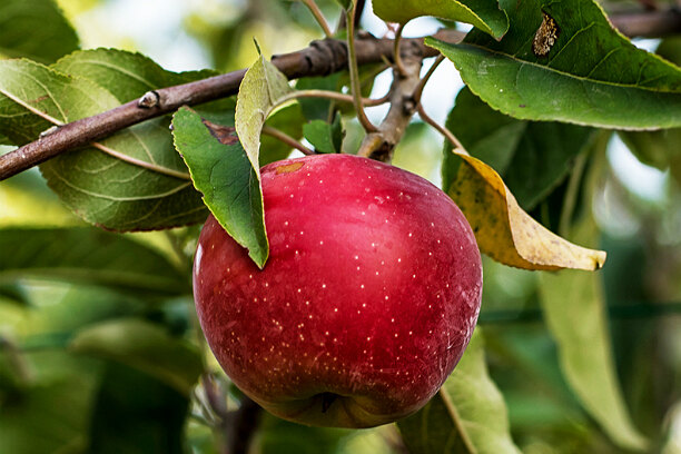 Как выбрать саженцы яблони для посадки: советы, видео