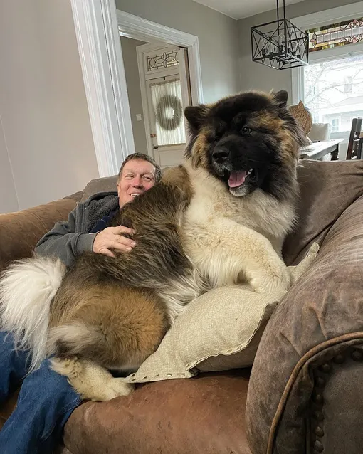 большая собака любит обнимашки фото