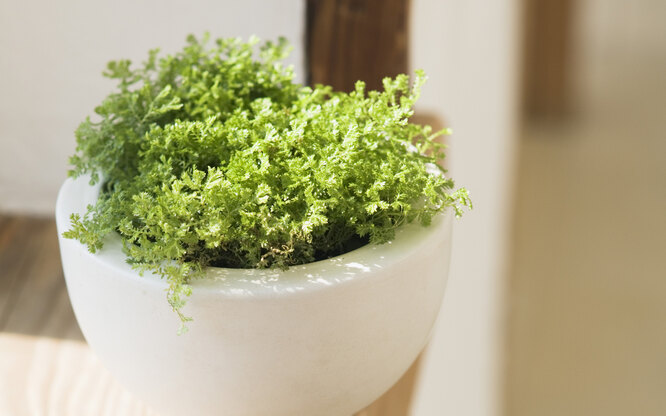 Selaginella