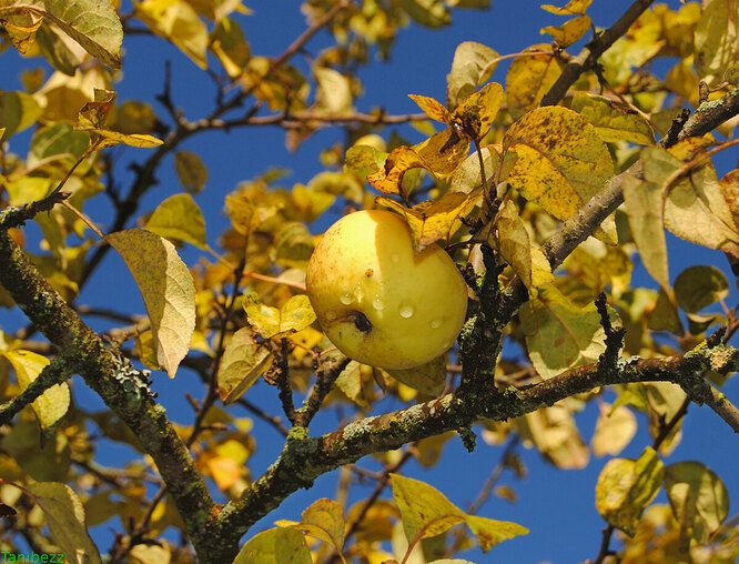Обрезка яблони в осенний период: правила, сроки, пошаговая инструкция