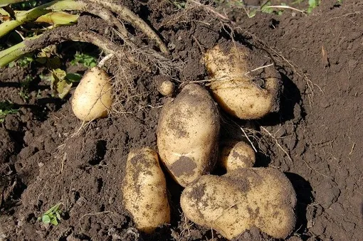 Посадка картофеля способом Пинто — клубни менее подвержены заболеваниям
