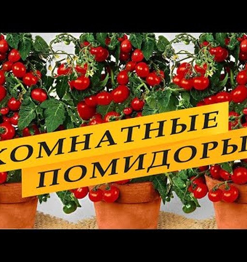 Как вырастить помидоры на подоконнике: советы опытных огородников