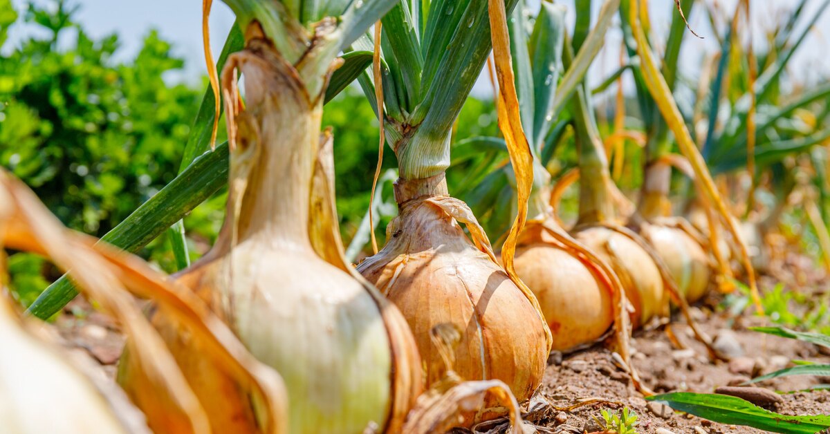 Сроки уборки лука на хранение по лунному календарю 2023