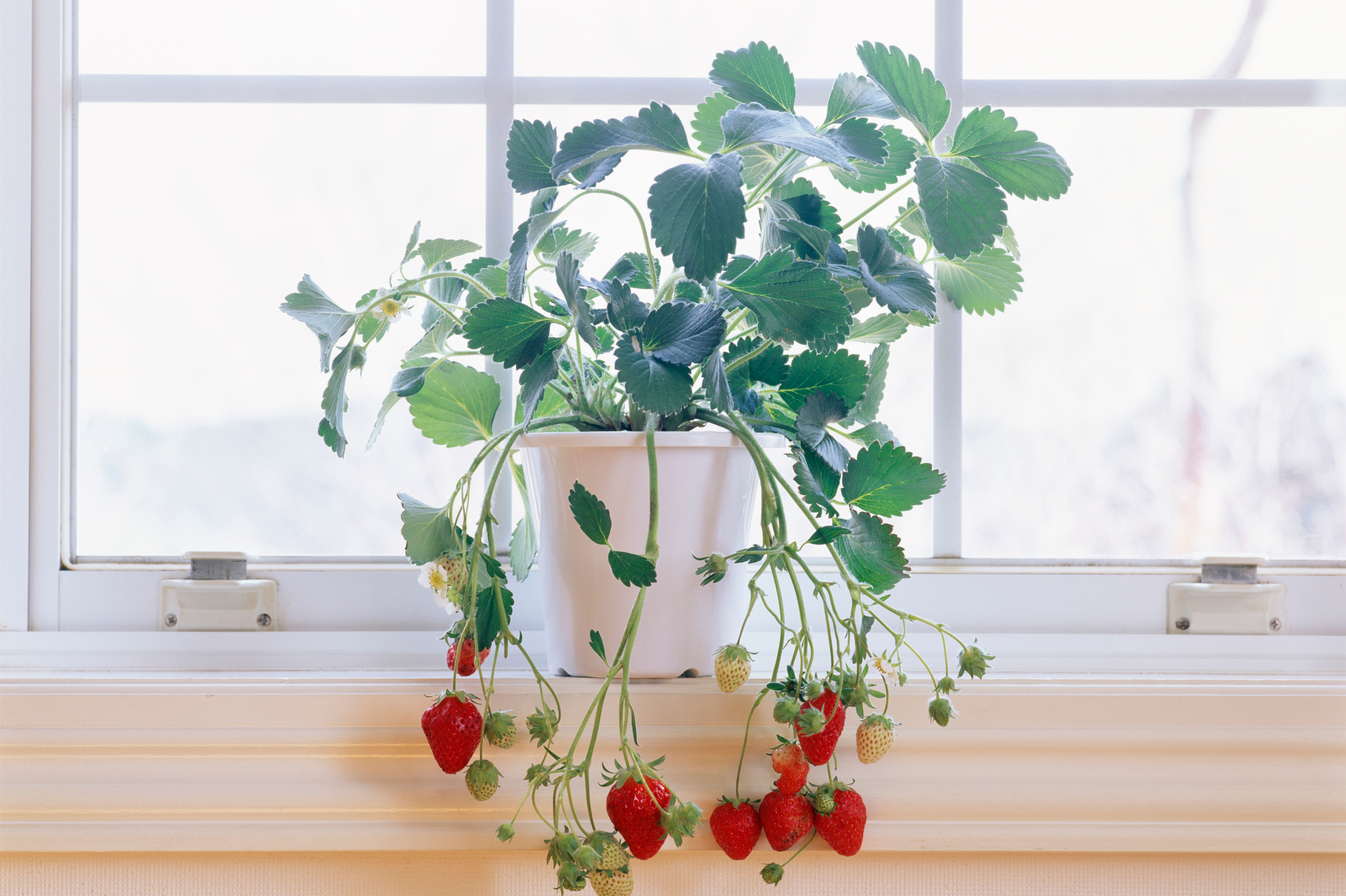Как посадить и вырастить клубнику дома: секреты выращивания и ухода