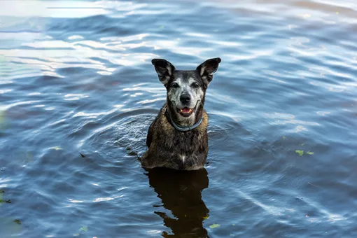 Собака купается в воде фото